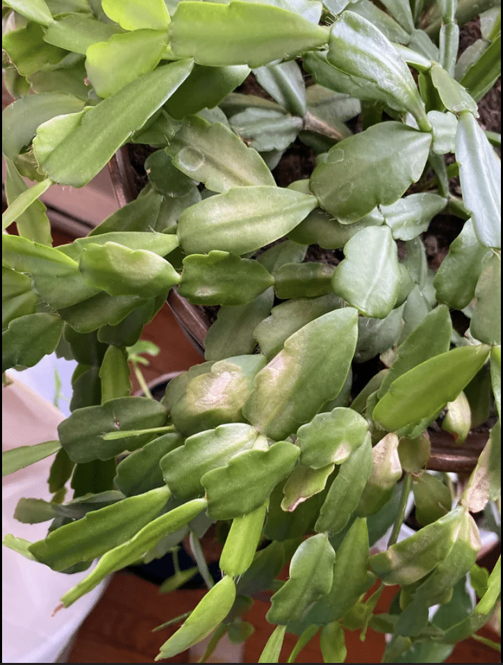 yellow spots on White Christmas cactus